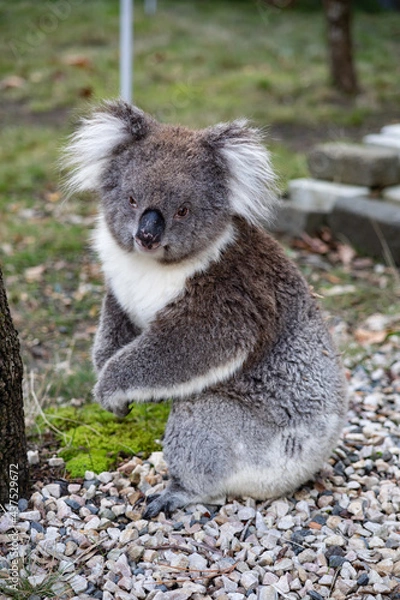 Obraz Koala Sitting Near a Tree