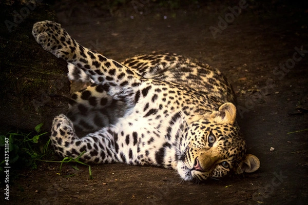Obraz leopard laying down and looking into the camera