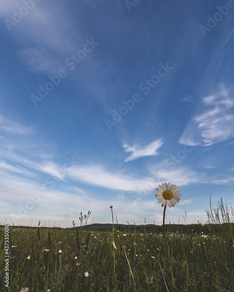 Fototapeta flowers and sky