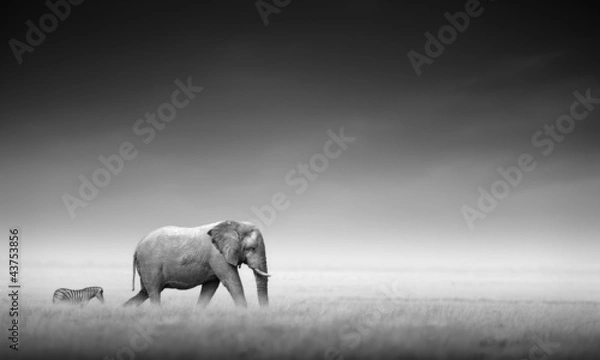 Obraz Słoń z zebrą (obróbka artystyczna)