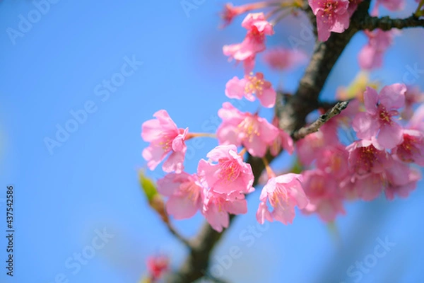 Obraz 河津桜