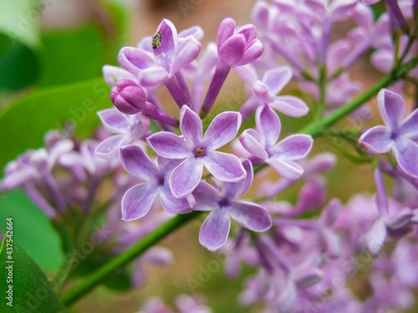 Fototapeta Photo of a lilac branch with a flower of five petals. Close up syringa branch