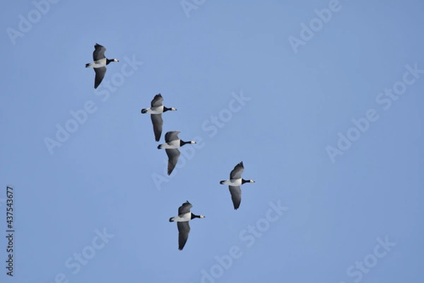 Obraz Weißwangengans