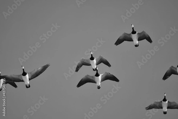 Obraz Weißwangengans