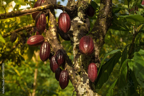 Obraz Chocolate tree ( Theobroma cacao ) with fruits. Red ready to harvest cacao pod, close up. Fruit plantation in the Philippines, Thailand, Bali.