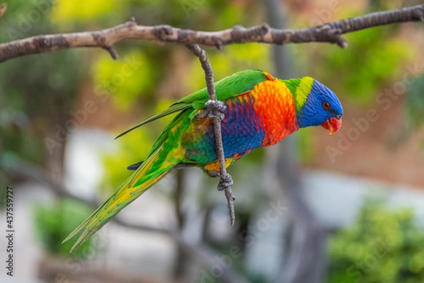 Obraz rainbow lorikeet parrot