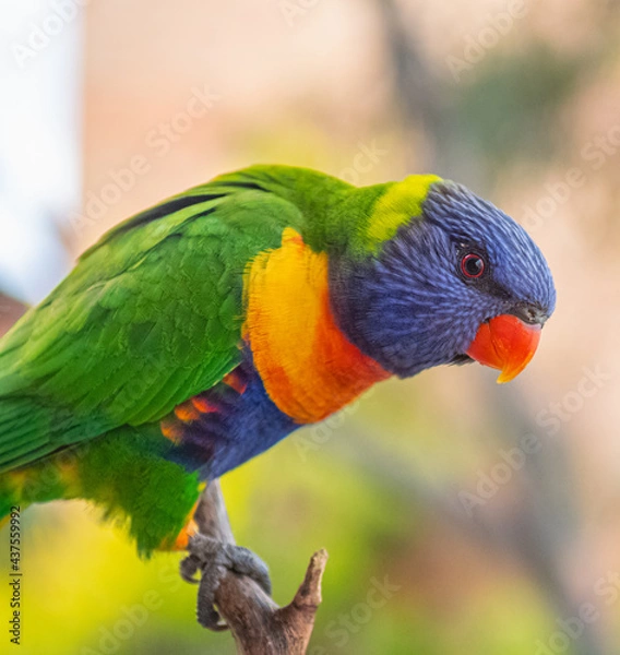 Obraz rainbow lorikeet parrot