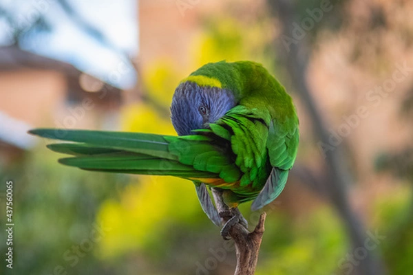 Obraz parrot on a branch