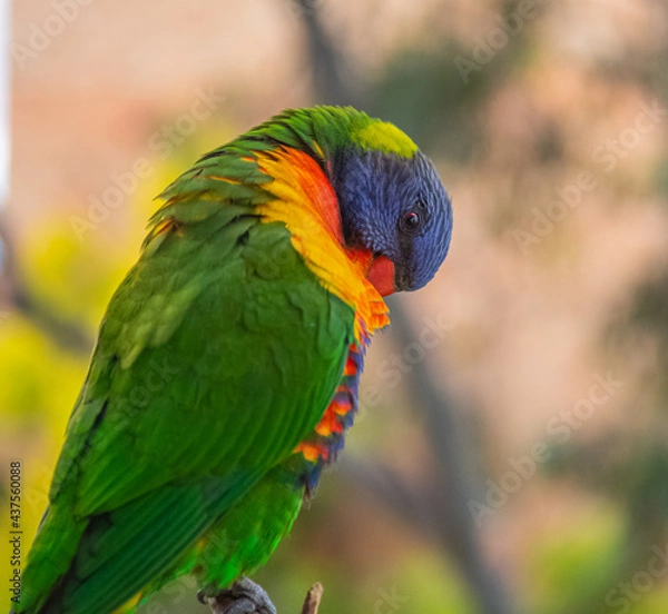 Obraz rainbow lorikeet parrot