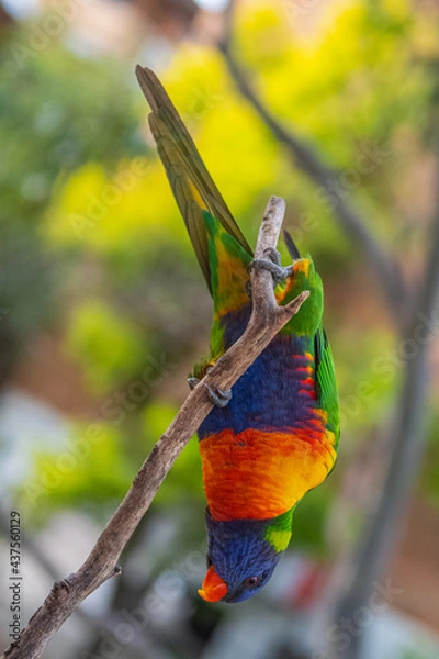Obraz rainbow lorikeet parrot