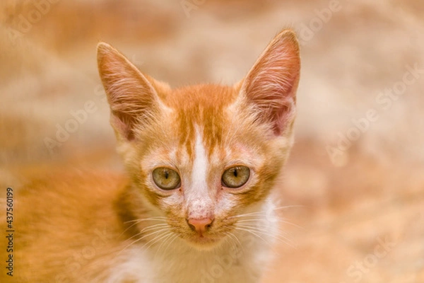 Obraz portrait of a cat