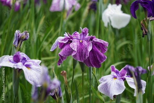 Fototapeta 花菖蒲