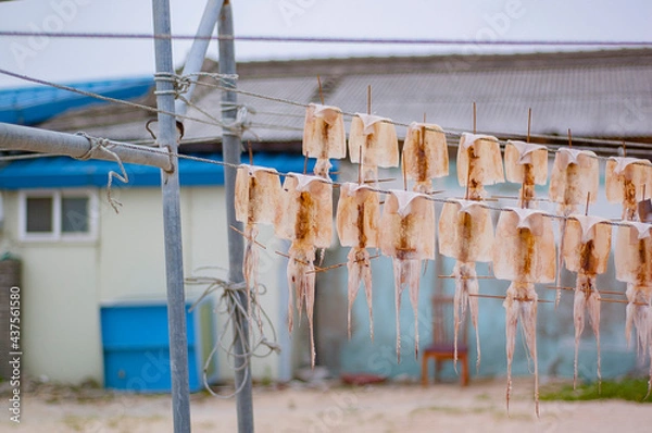 Fototapeta 강릉의 말린오징어
