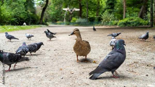 Fototapeta Curious female duck walking towards camera, view close to the ground