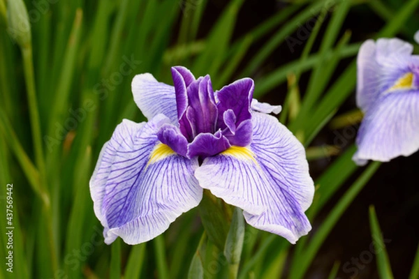 Obraz ハナショウブ