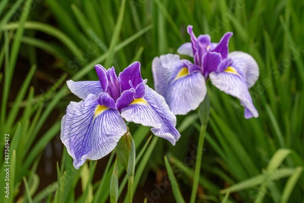 Obraz ハナショウブ