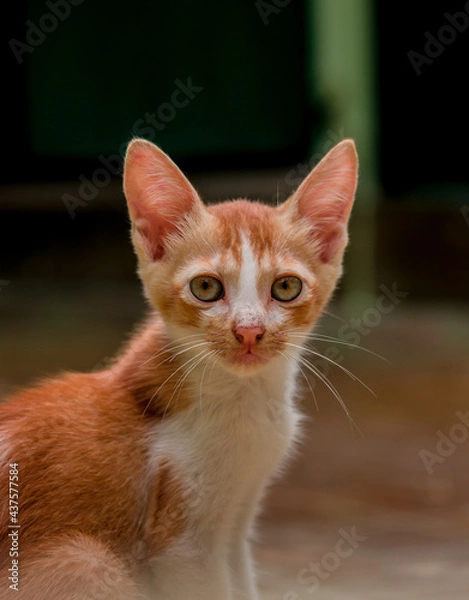 Obraz portrait of a cat