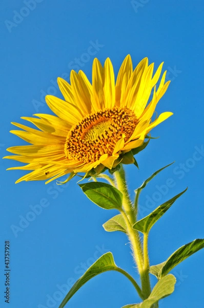 Fototapeta Sunflower