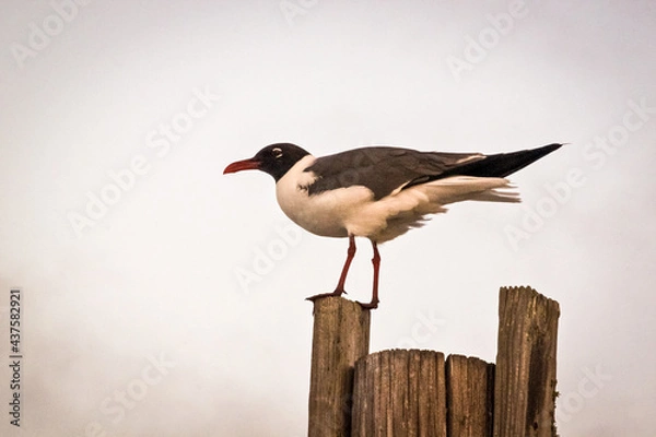 Obraz black headed gull
