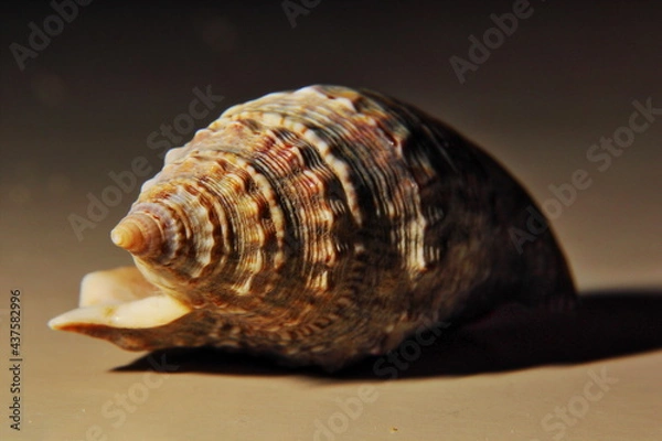 Fototapeta Seashell macro over a glossy surface with lateral illumination and its shade