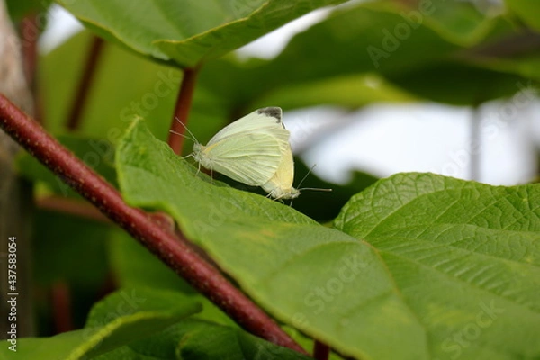 Obraz A couple of white butterflies mating on a leaf