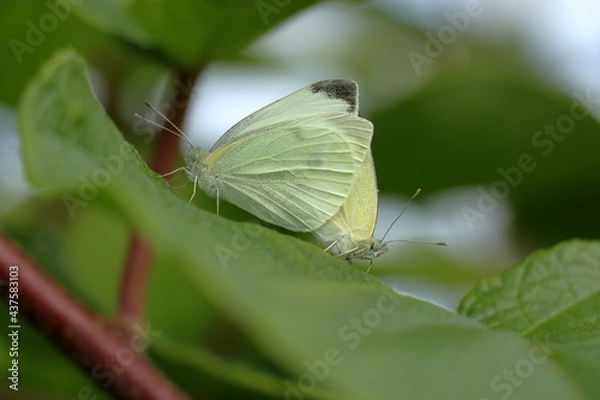 Obraz A couple of white butterflies mating on a leaf