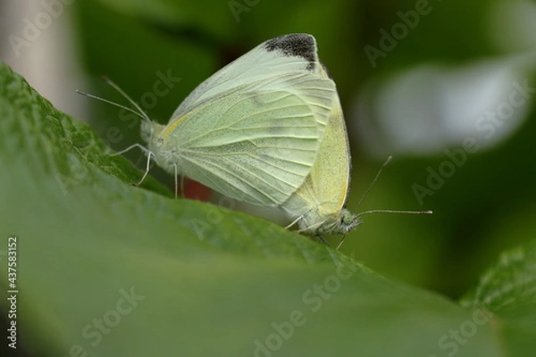 Obraz A couple of white butterflies mating on a leaf