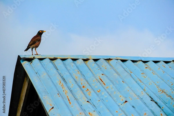 Fototapeta Bird and Roof