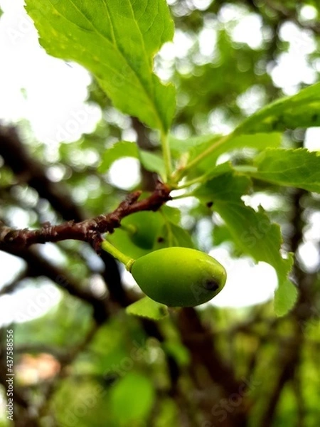 Obraz green apple tree