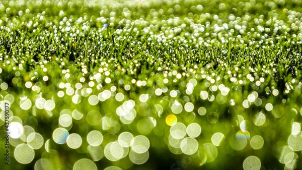 Obraz green grass with dew drops