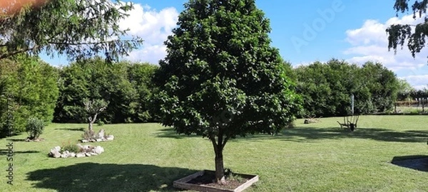 Obraz tree in the park