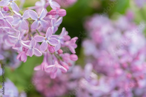 Fototapeta Lilac flowers close up. Natural background, there is a place for text