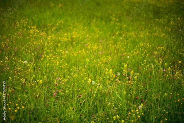 Fototapeta bunte Blumenwiese