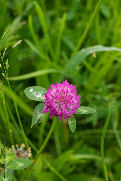 Obraz flower with water drops