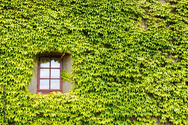 Obraz Ivy covered wall and window