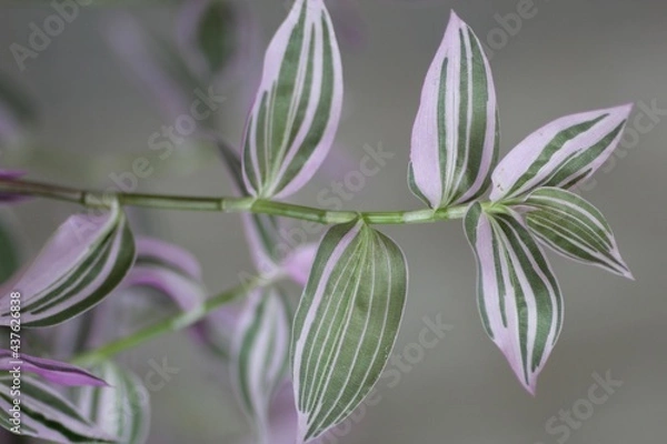 Obraz トラディスカンティア