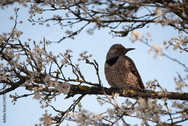Obraz Northern flicker perched on a branch