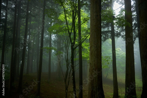 Obraz 春の三峰神社の森林