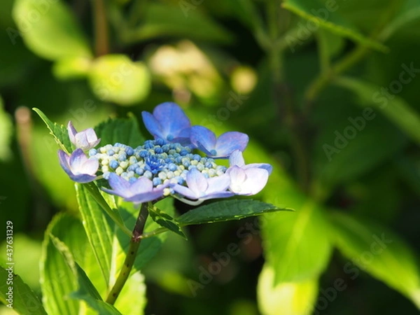 Fototapeta 紫陽花