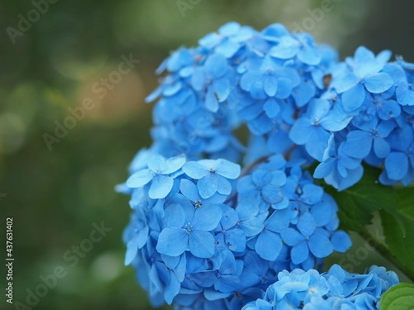 Fototapeta 紫陽花