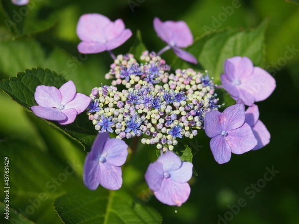 Fototapeta 紫陽花