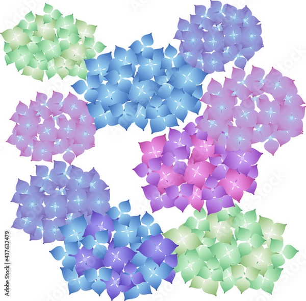 Obraz 色とりどりの紫陽花のイラスト