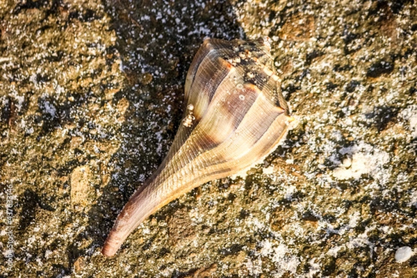 Obraz shell on the beach