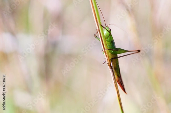 Fototapeta 屋外の植物にいるバッタ