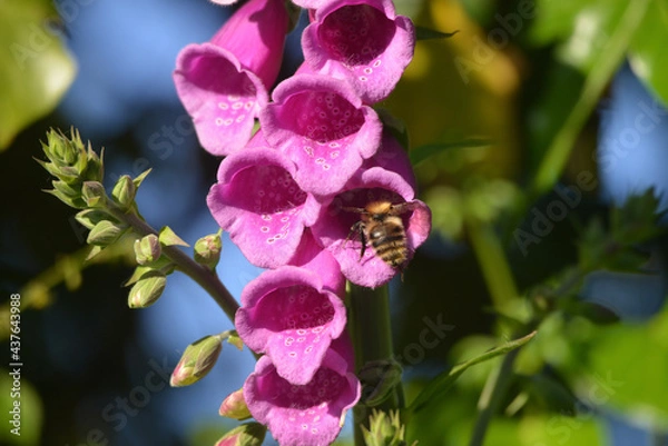 Obraz bee on foxgloves flower summer Cornwall