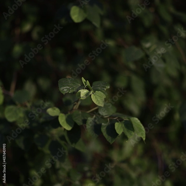 Fototapeta butterfly on a leaf