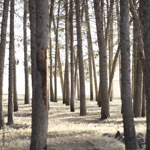 Fototapeta trees in the forest
