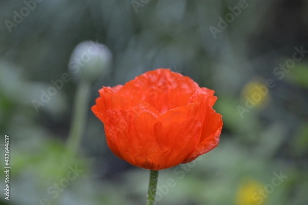 Obraz до и во время цветения мака