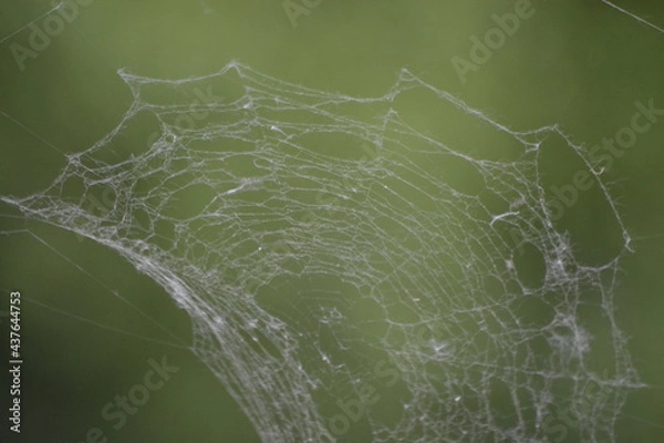 Obraz ловушка паука