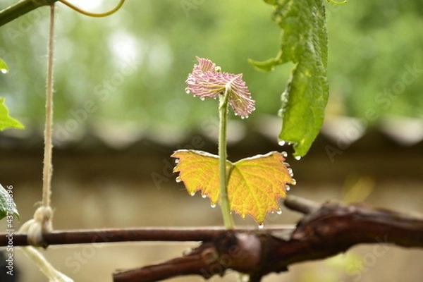 Obraz росяное утро